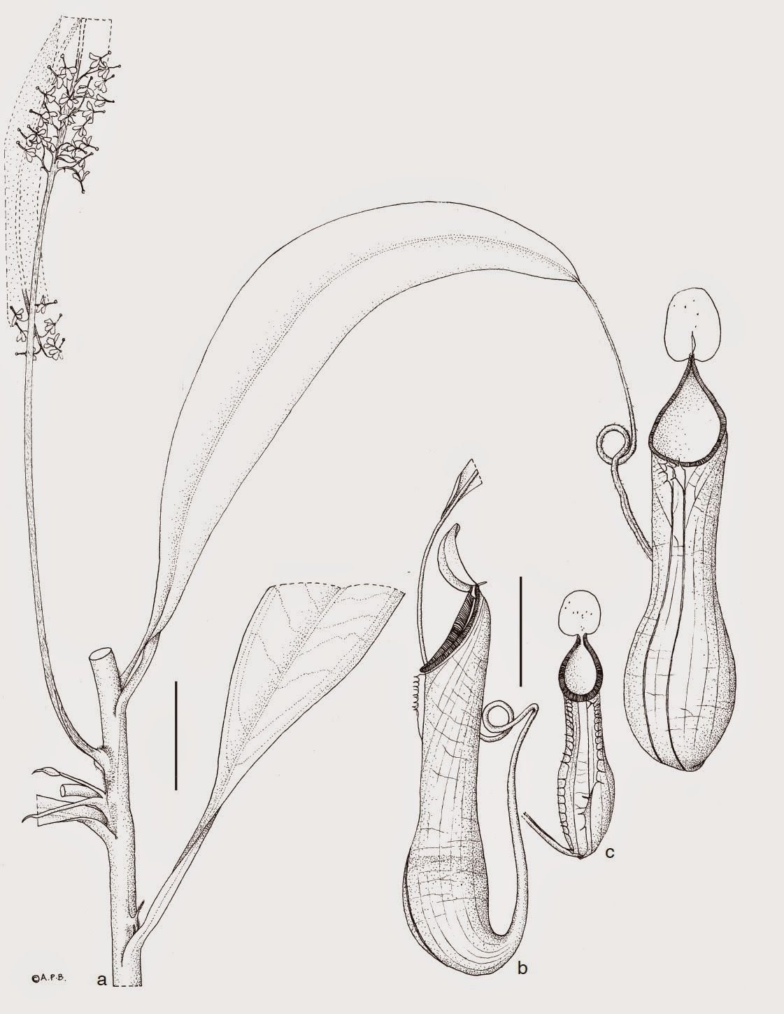 Непентес строение