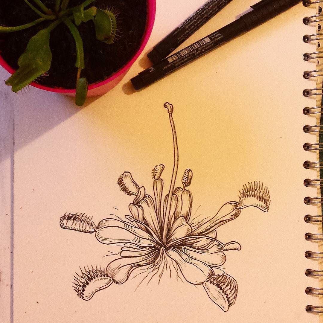 Венерина мухоловка тату