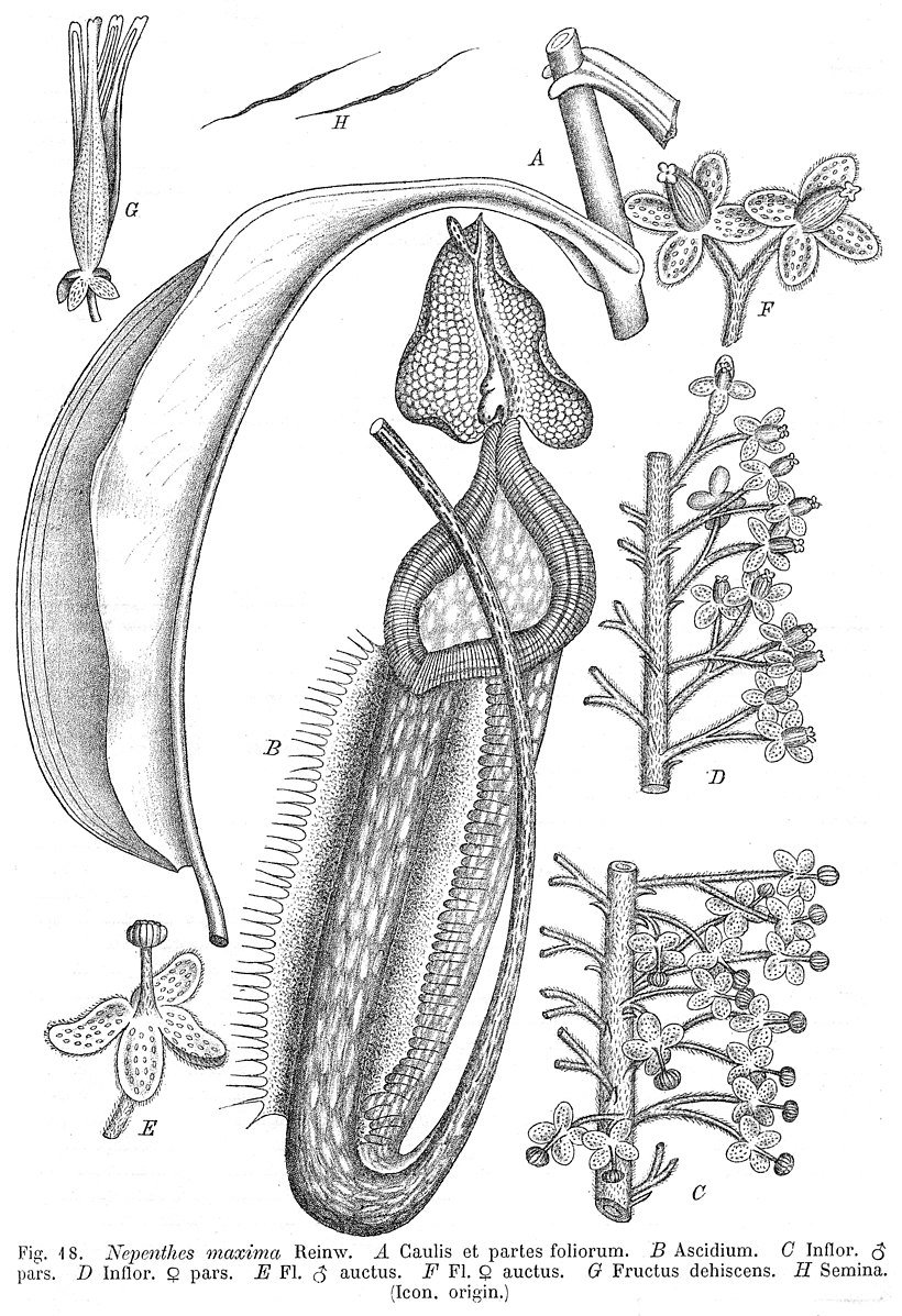 Nepenthes SP. Строение