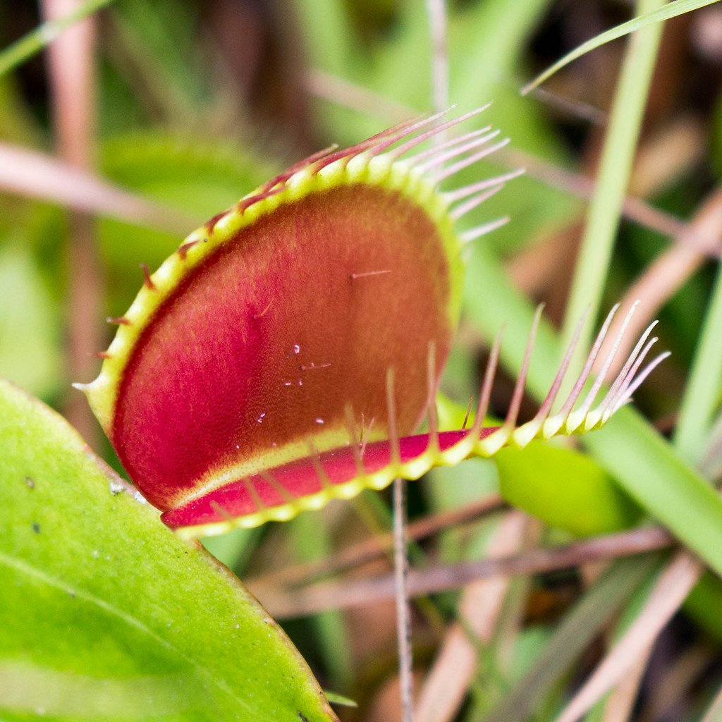 Призрачная Дионея