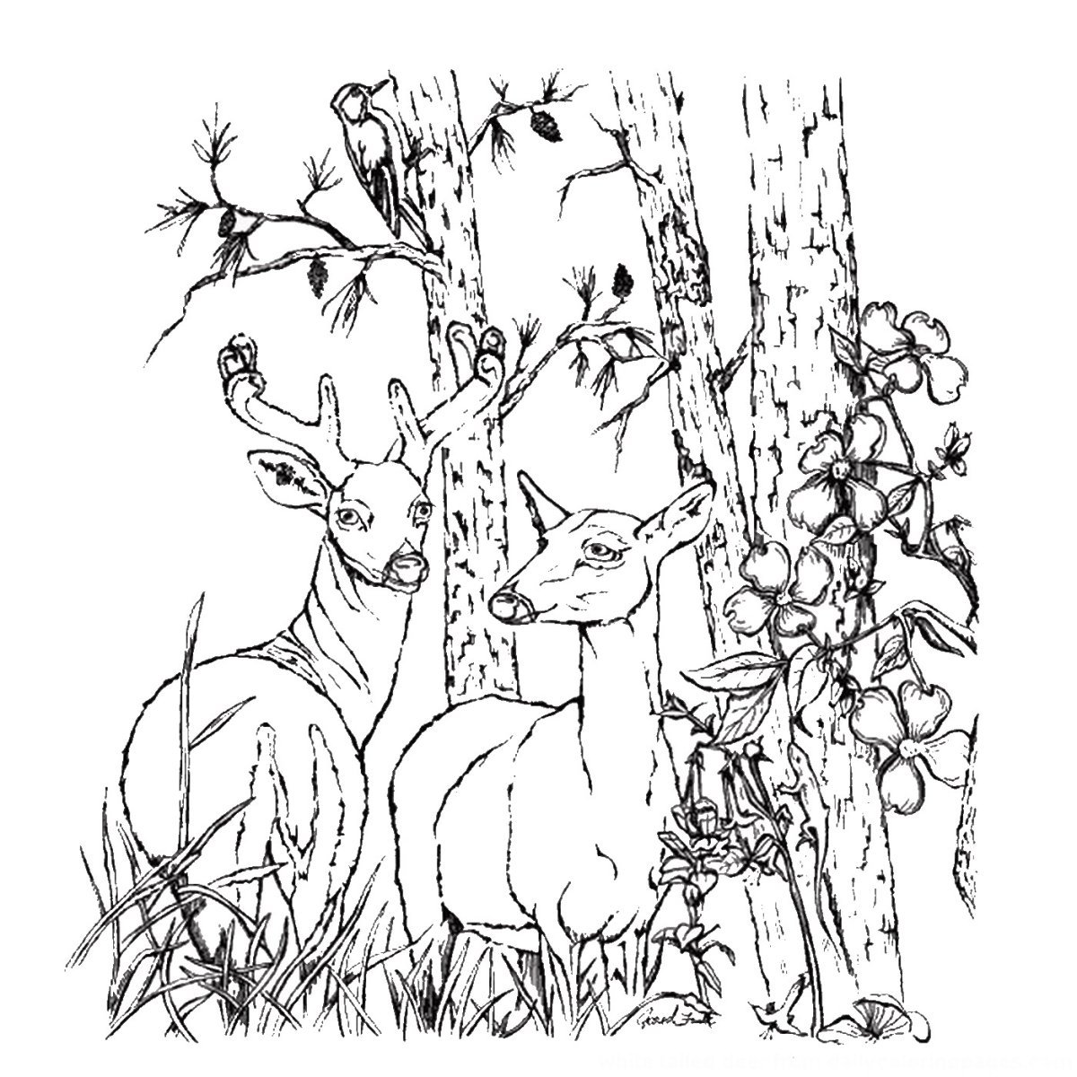 Раскраски природа и животные