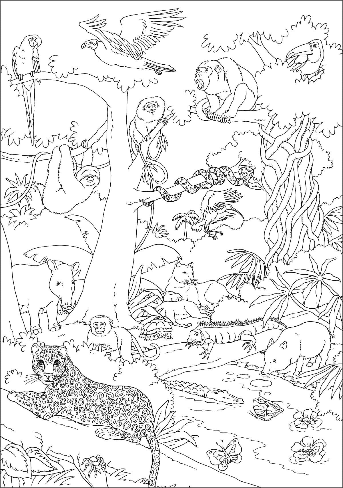Животные джунглей раскраска