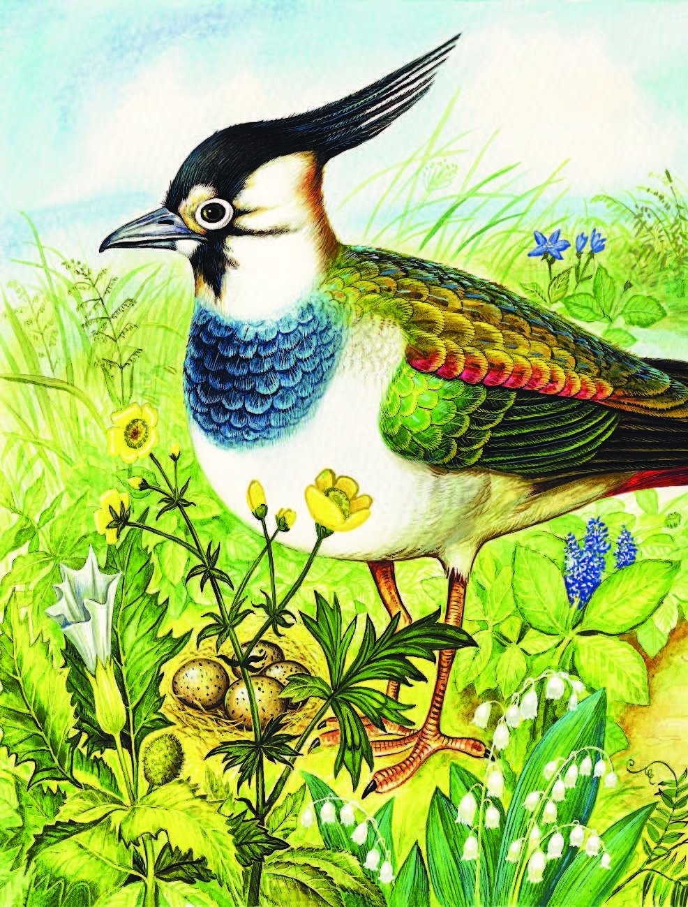 Иллюстрации к произведениям Пришвина