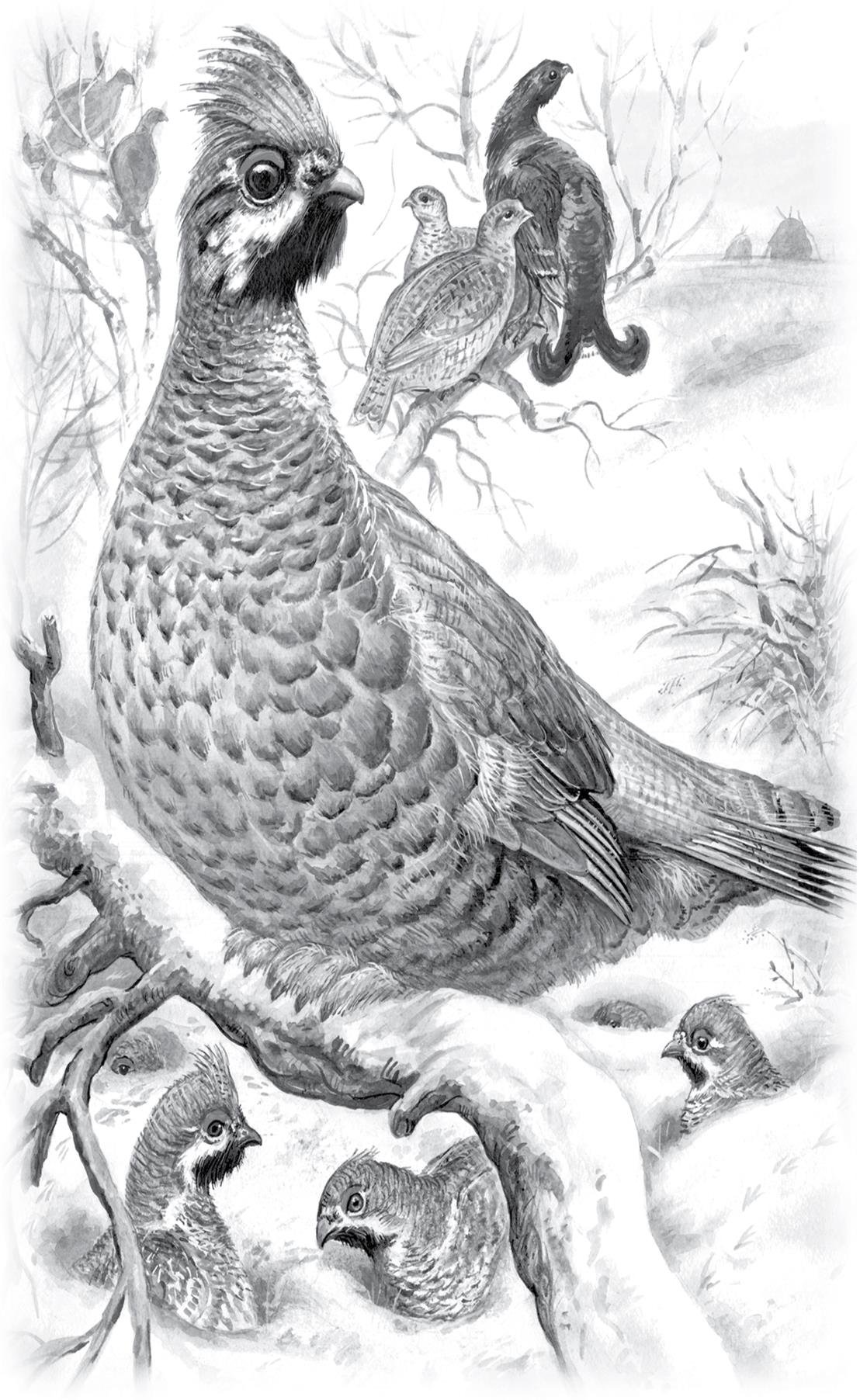 Домик с утками раскраска