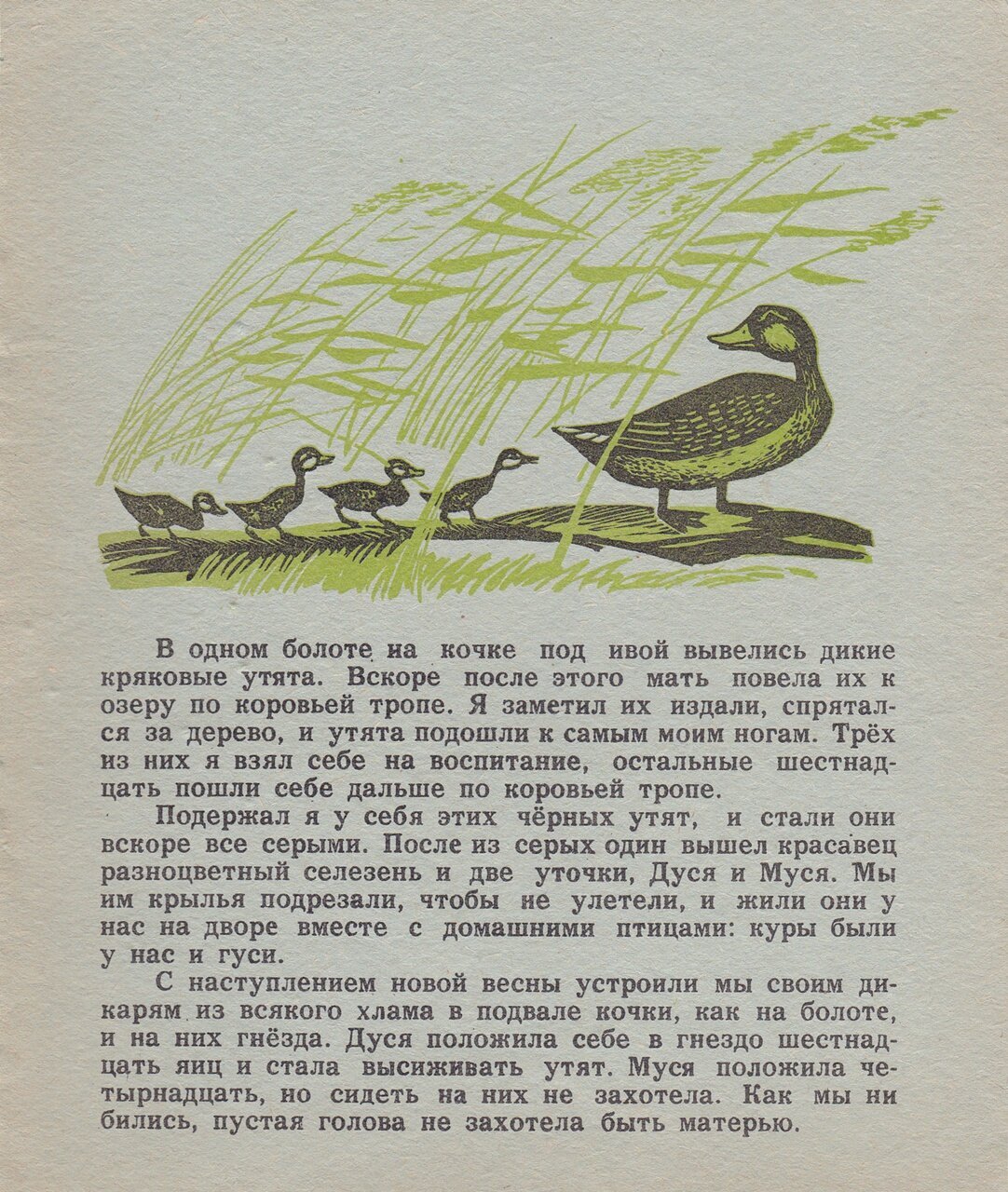 В одном болоте на кочке под ивой вывелись Дикие кряковые утята