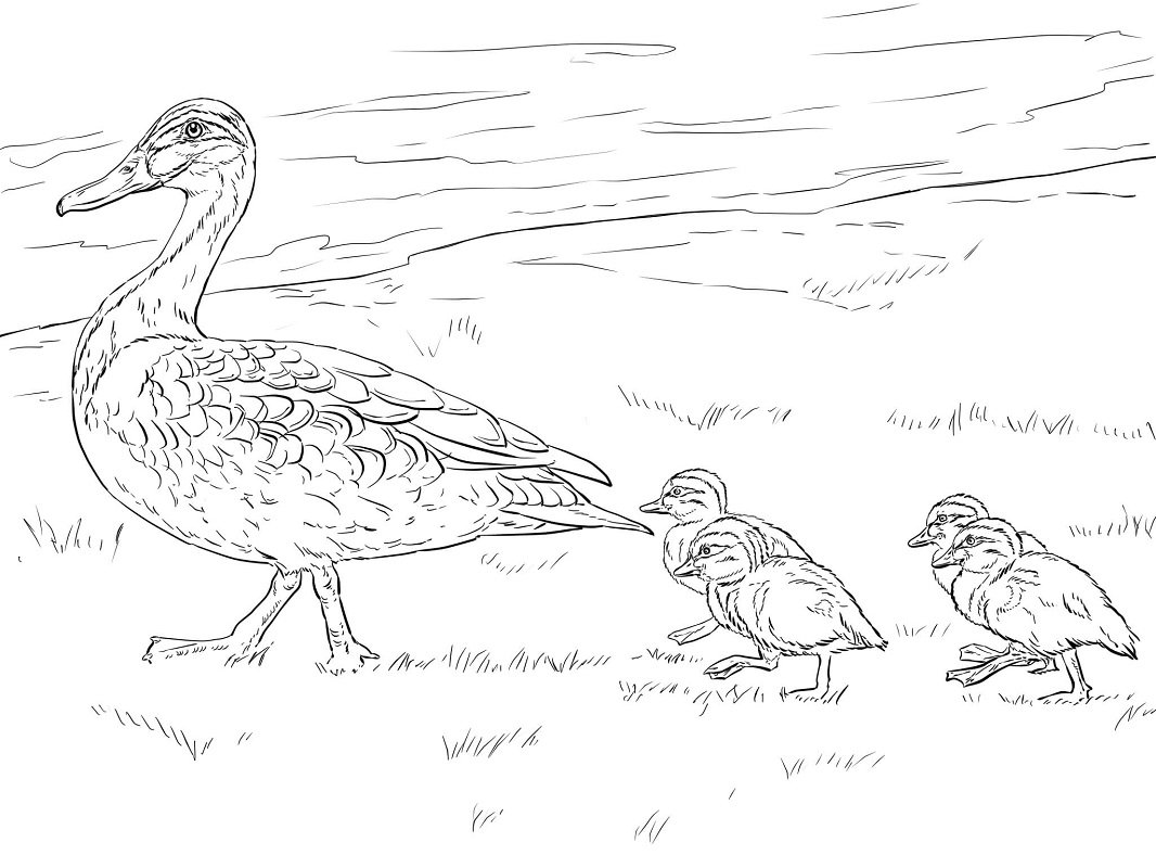 Раскраска уточка