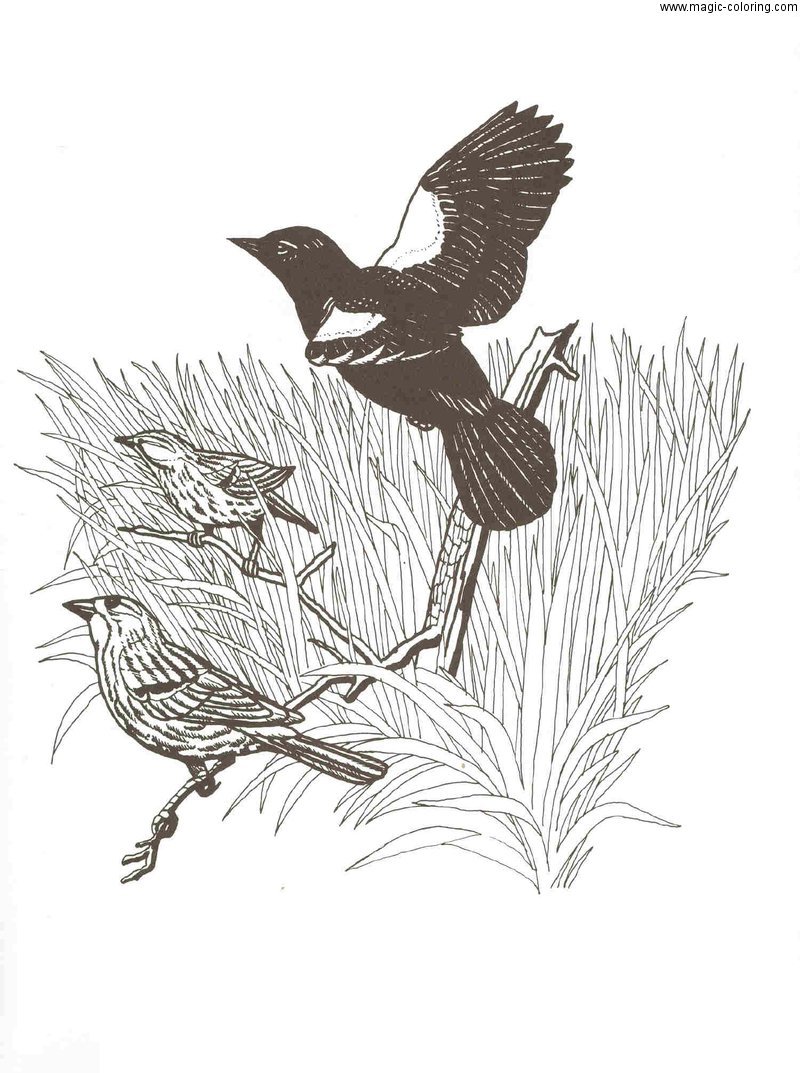 Михаил пришвин рассказы