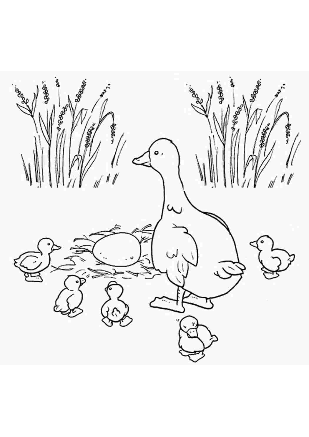 Пришвин ребята и утята раскраска к рассказу