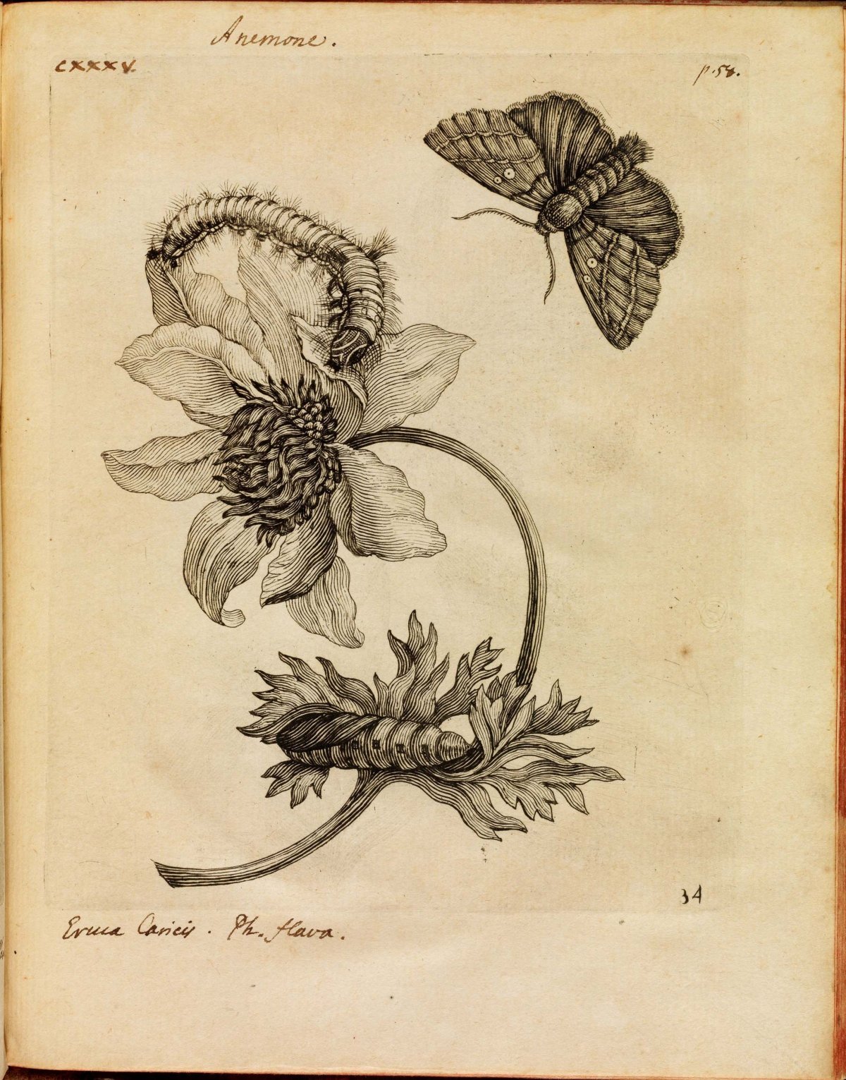 Мария-Сибилла Мериан Гравюры