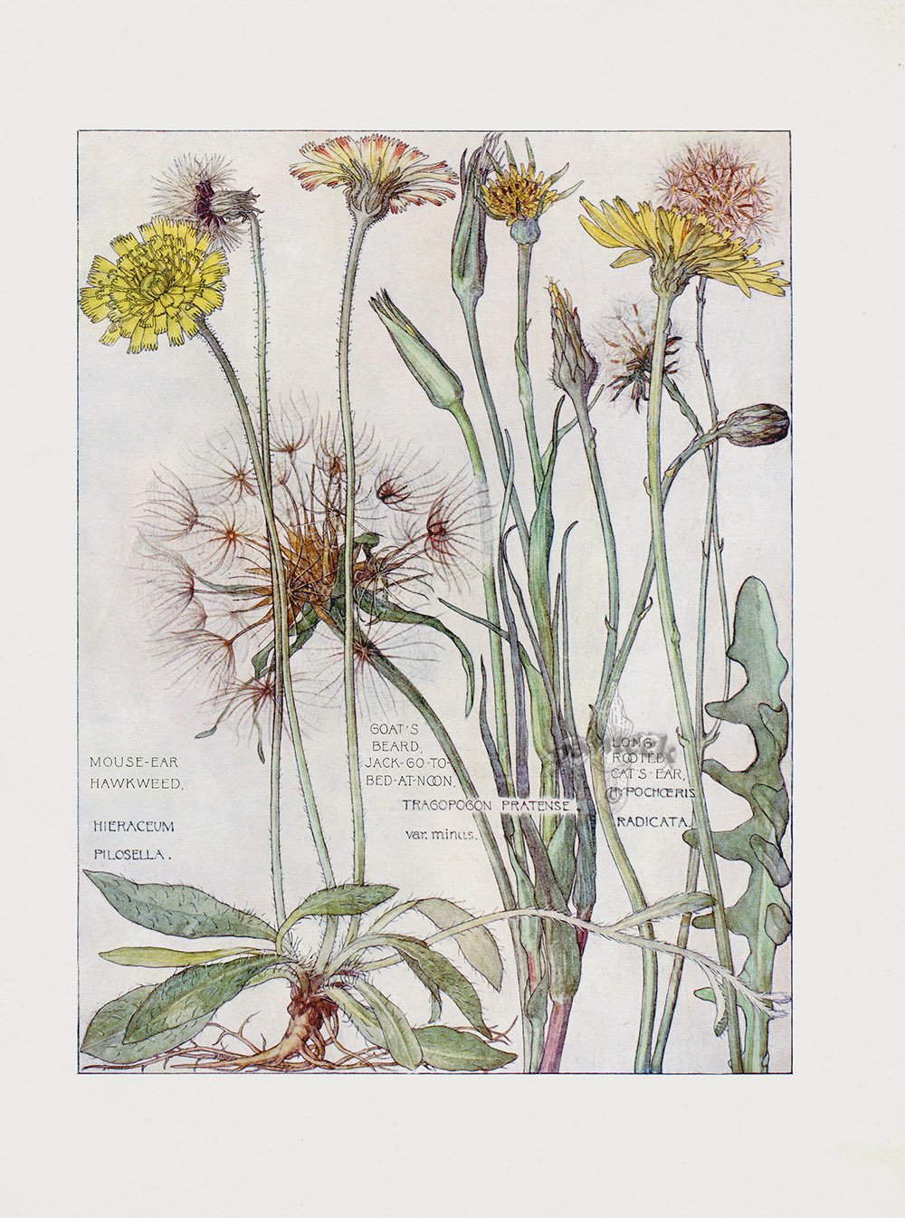 Старинный гербарий Ботаническая иллюстрация