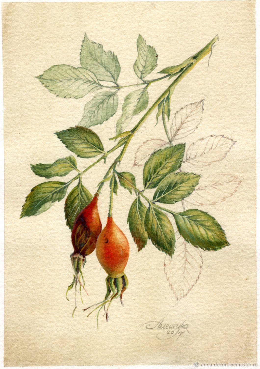 Ботаническая живопись шиповник