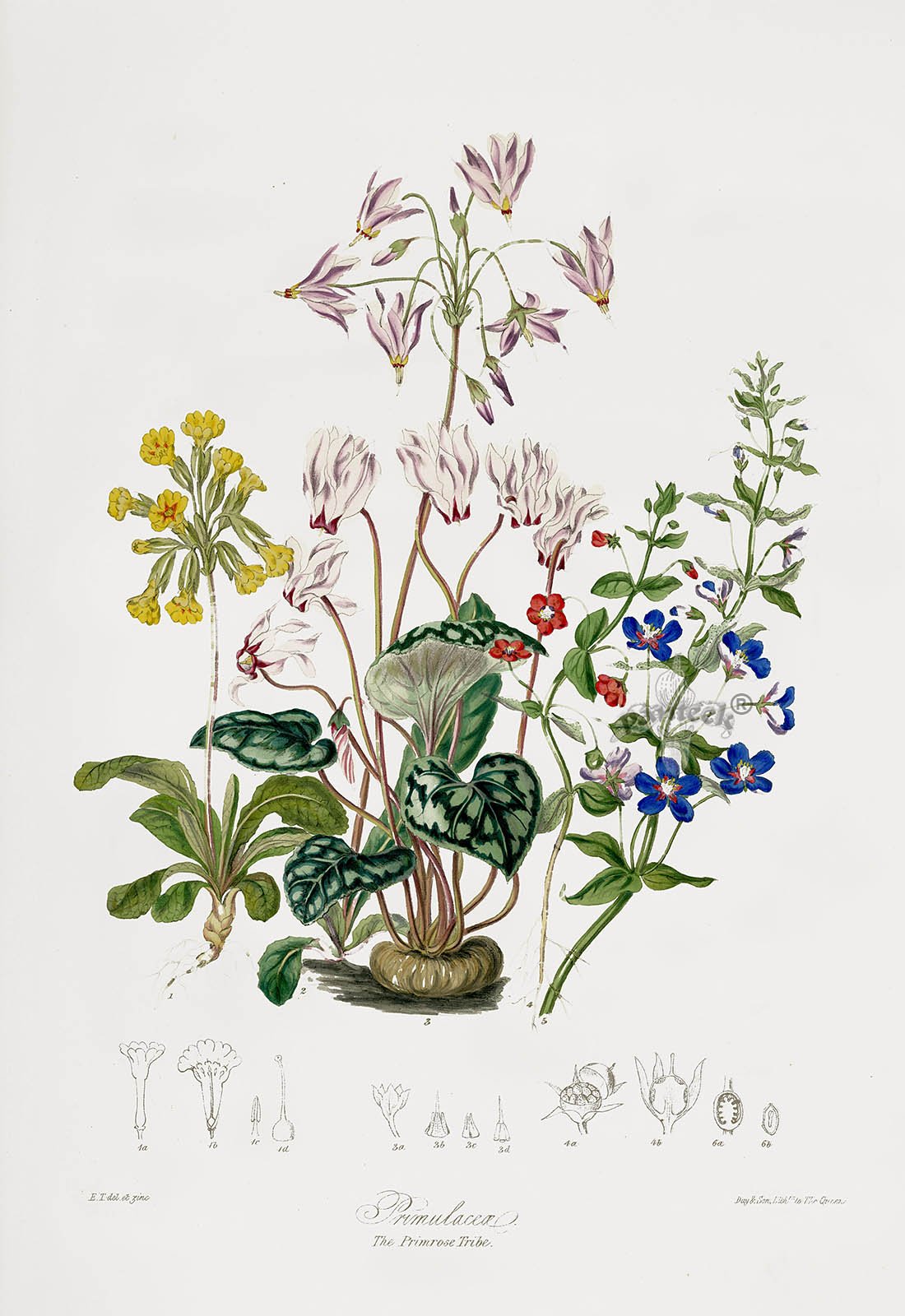 Старинные Гравюры растения