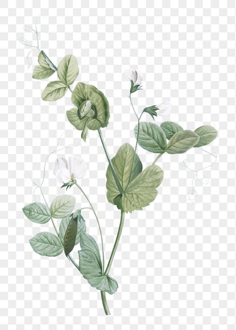 Мериан Мария Сибилла Ботанические иллюстрации