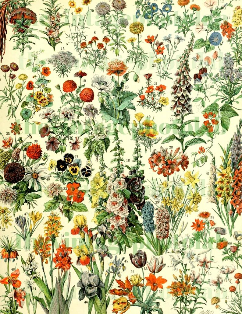 Ботаника в графике