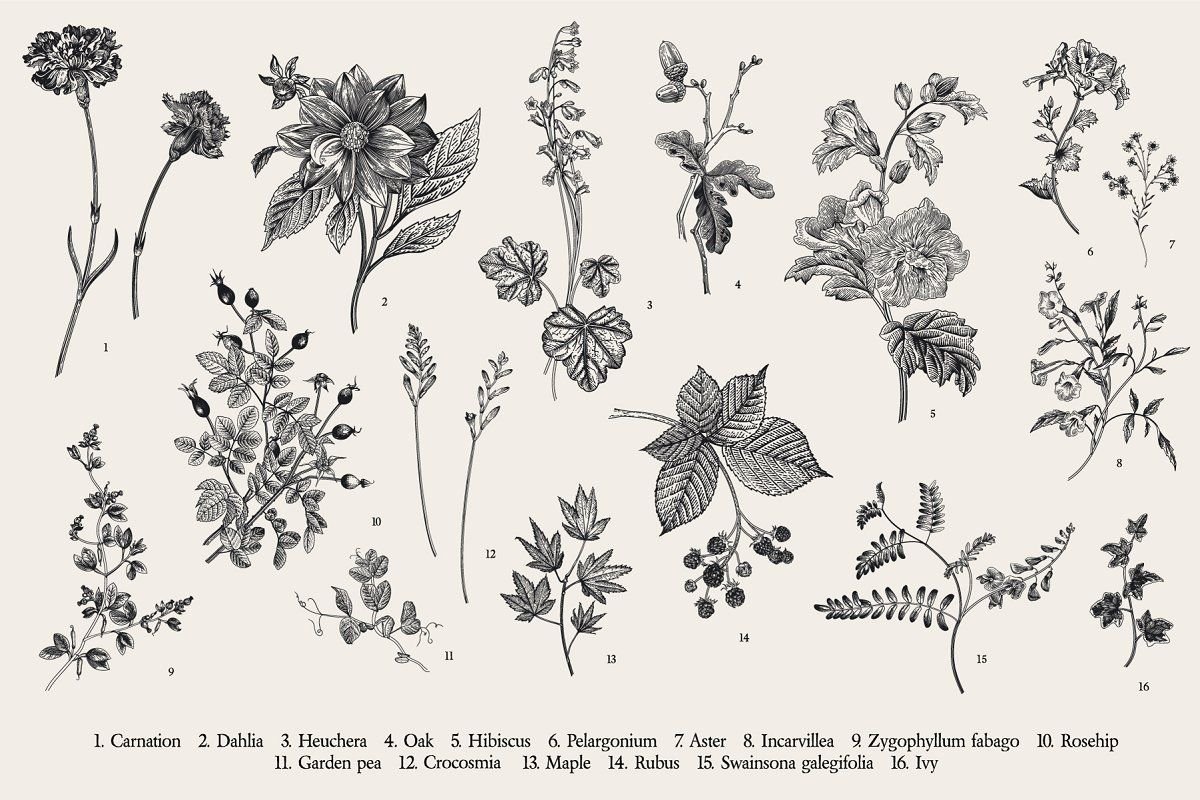 Гербарий из книги цветка рисунок