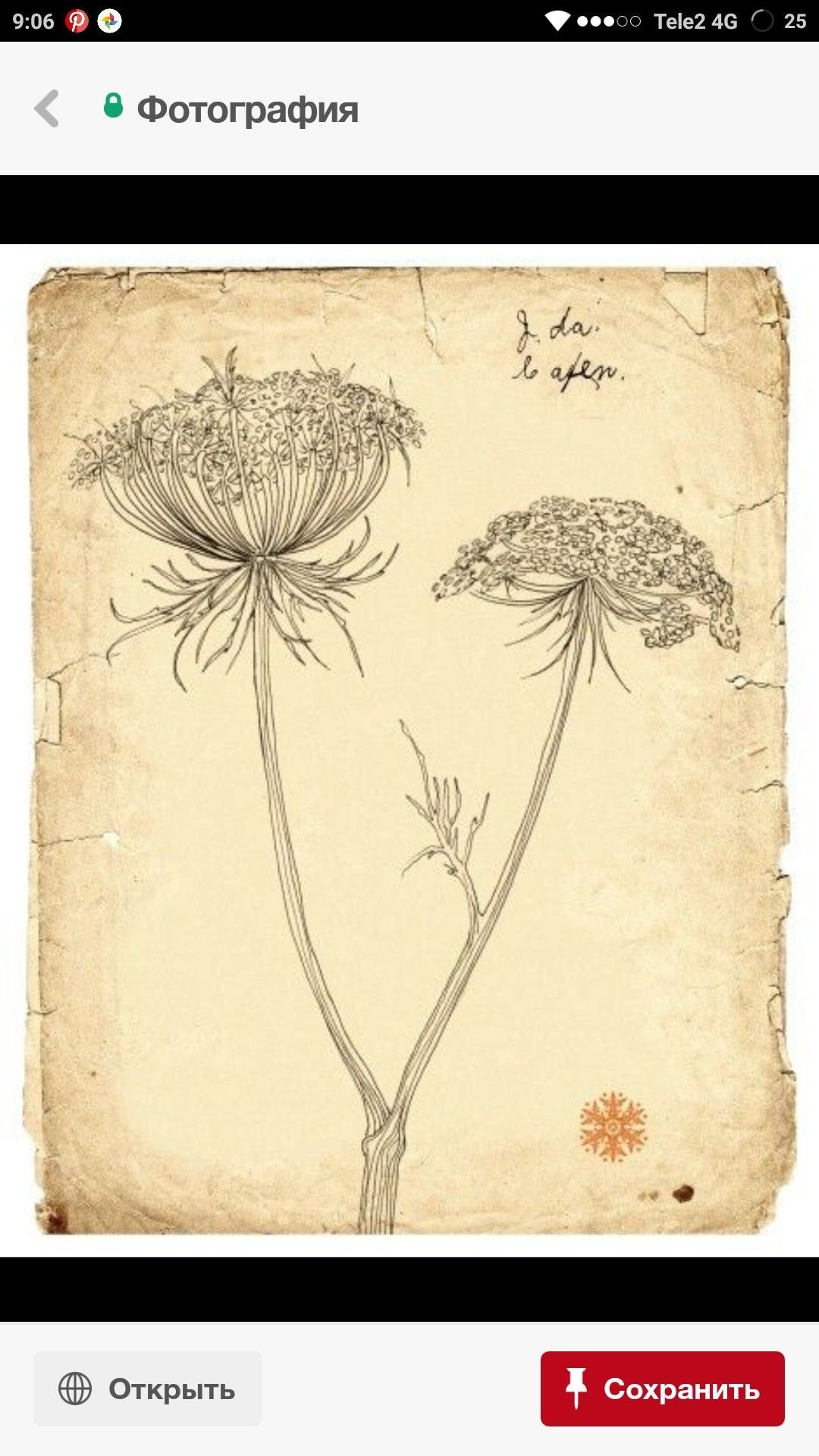 Винтажная ботаника