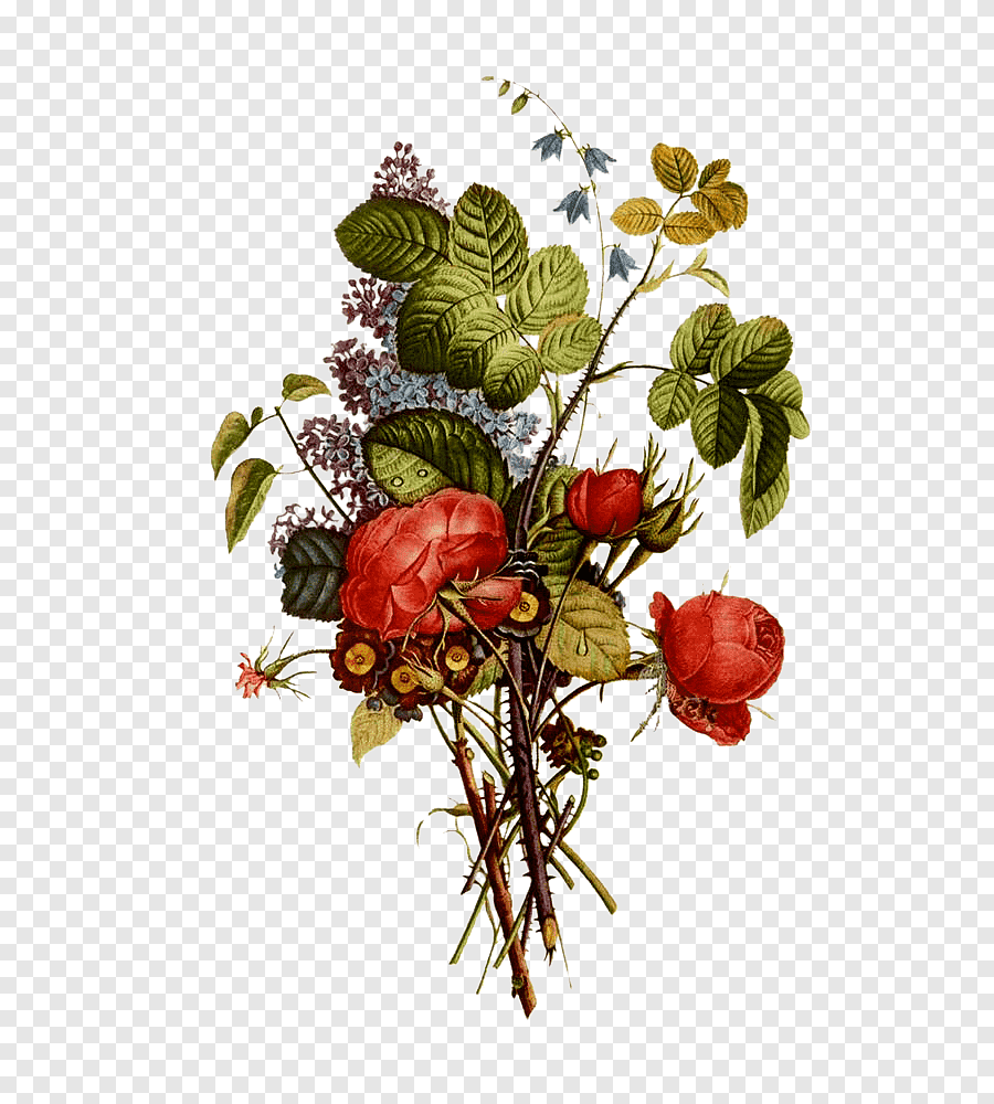 Ботанические иллюстрации Мария Сибилла