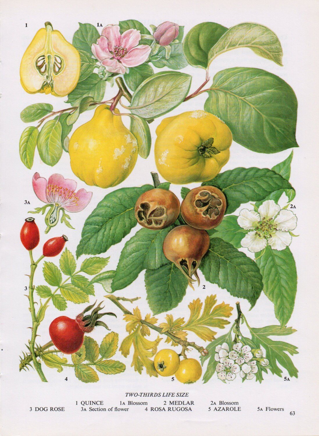 Адольф Миллот иллюстрации