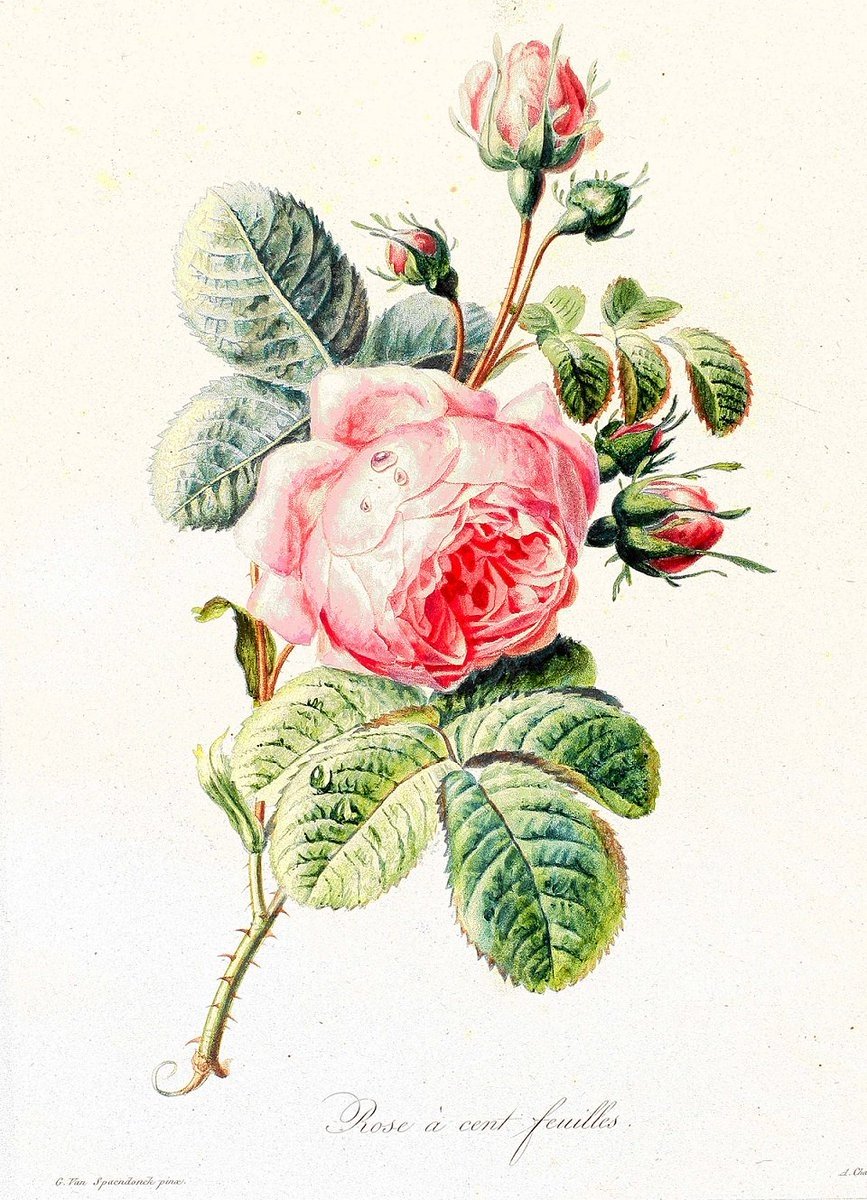 Пьер Жозеф редуте Ботанический атлас фрукты