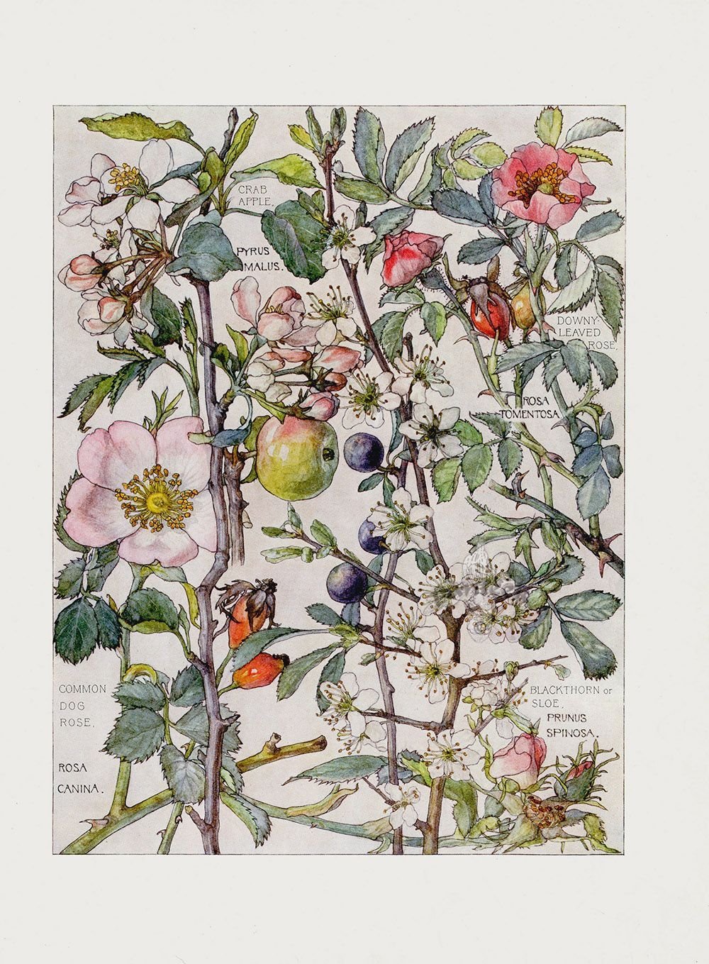 Ботанические иллюстрации растения Винтаж