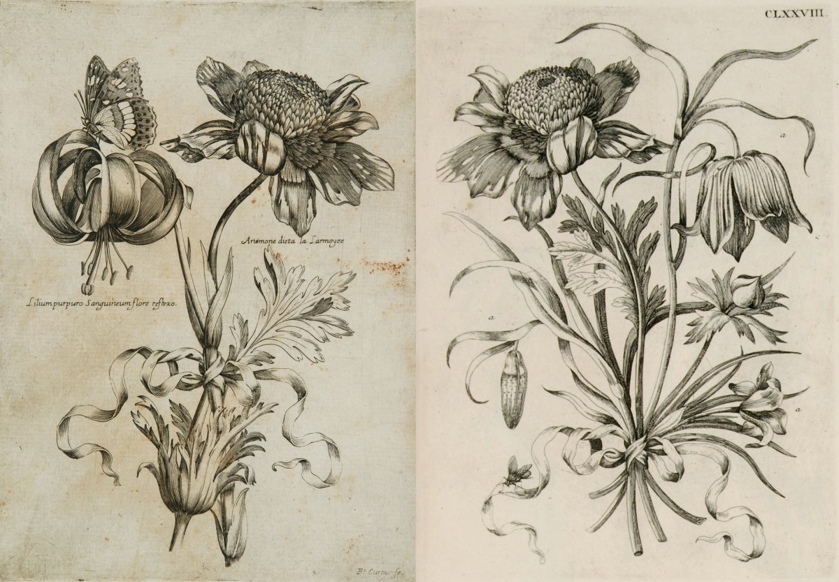 Келли Хиггс ботаника