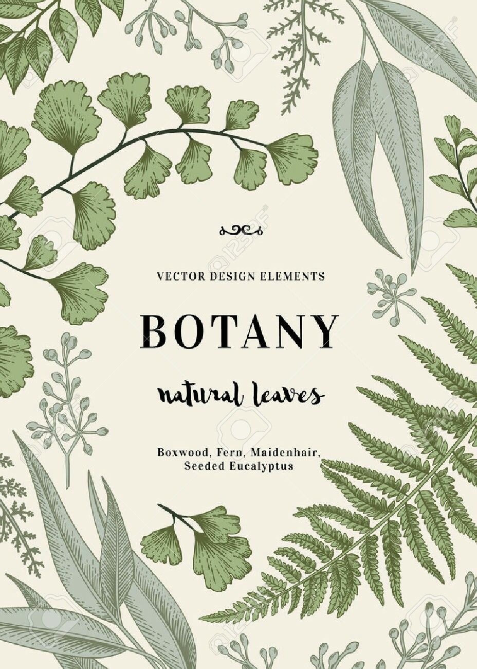 Старинные иллюстрации ботаника