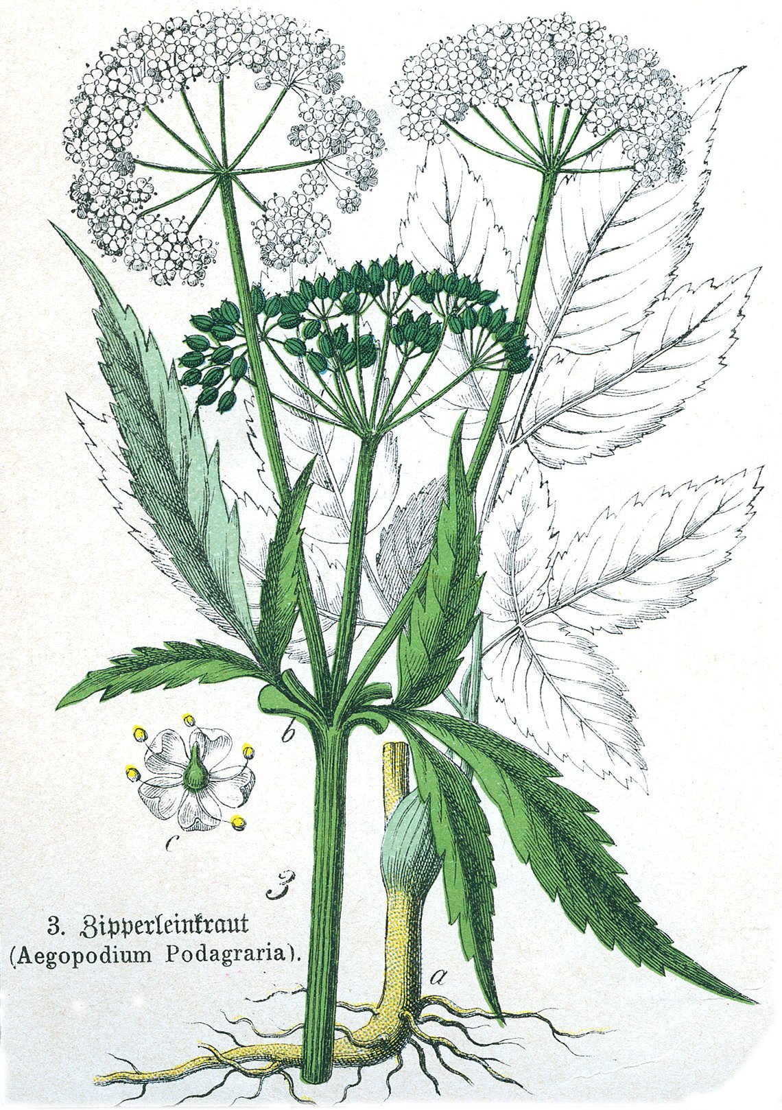 Борщевик Сосновского