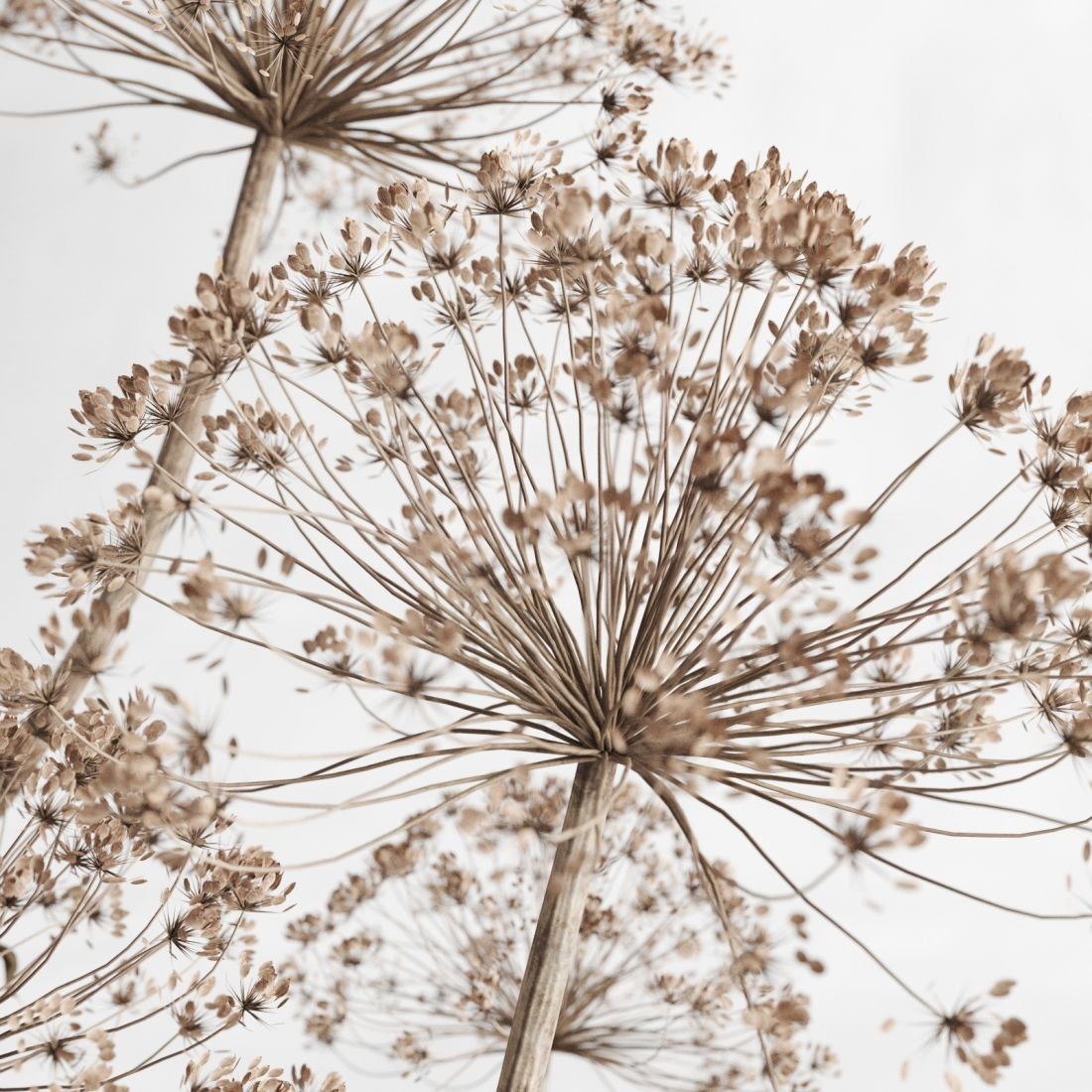 Раскраска борщевик ядовитое растение