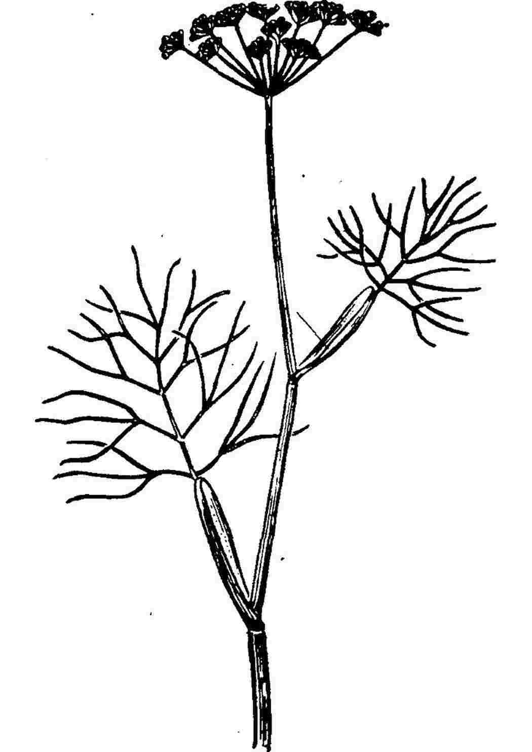 Борщевик Сосновского рисунок