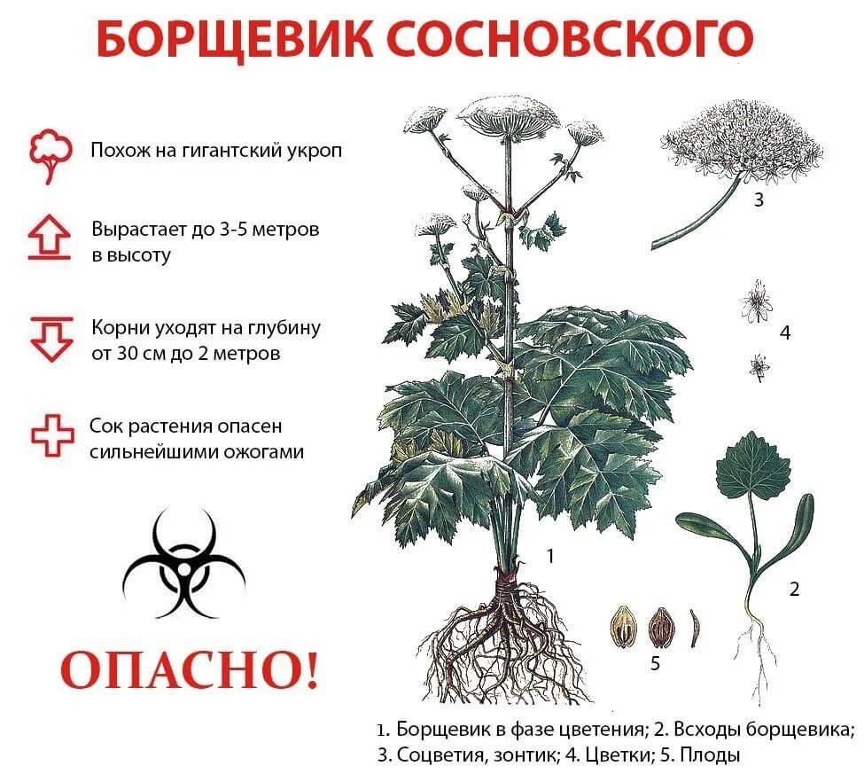Heracleum sibiricum l. борщевик Сибирский