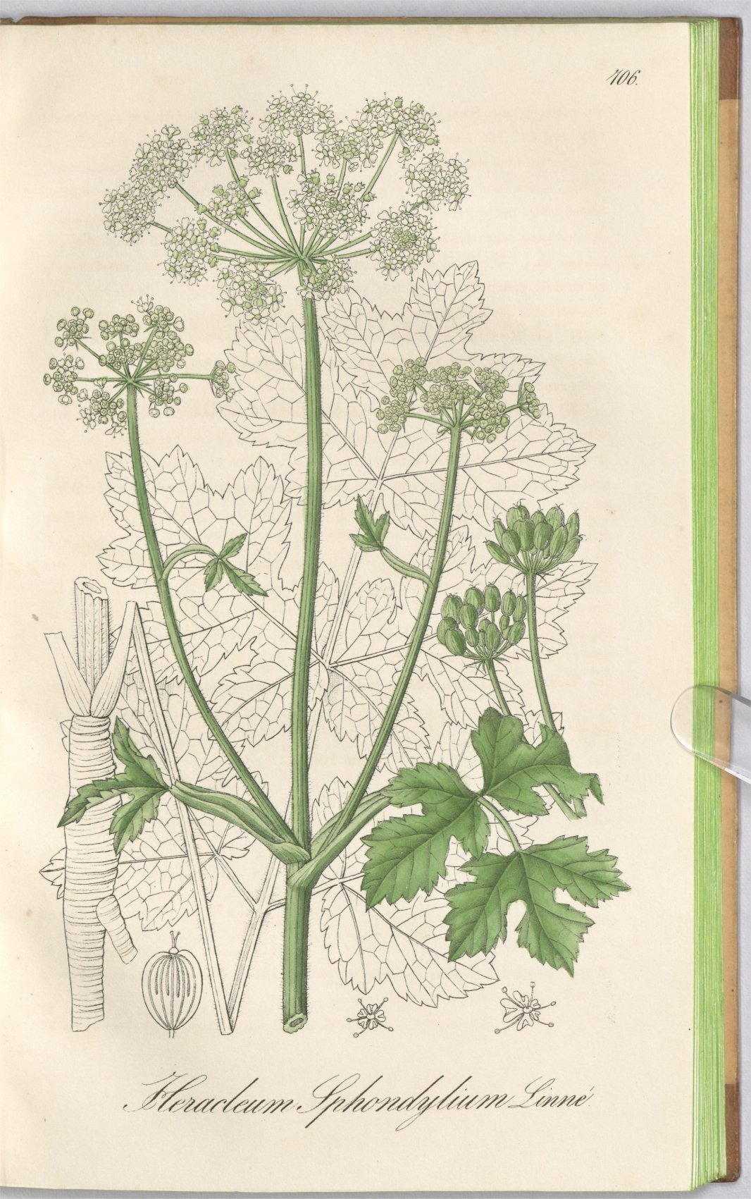 Строение борщевика