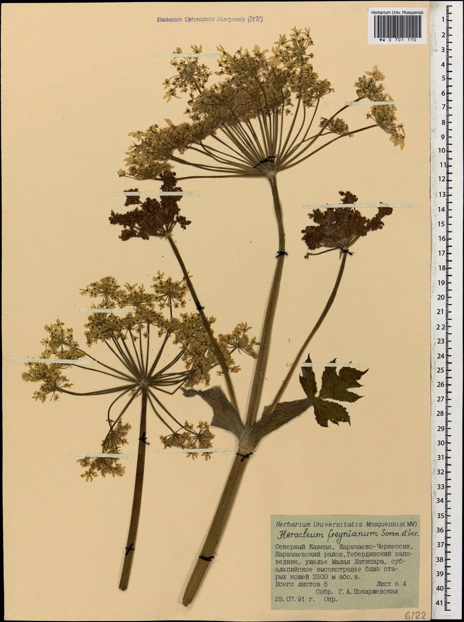 Борщевик контур