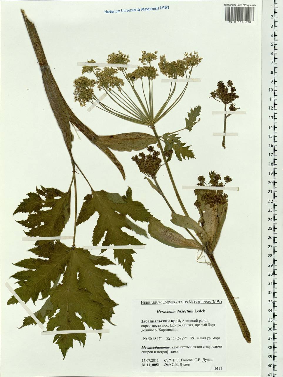 Купырь и борщевик