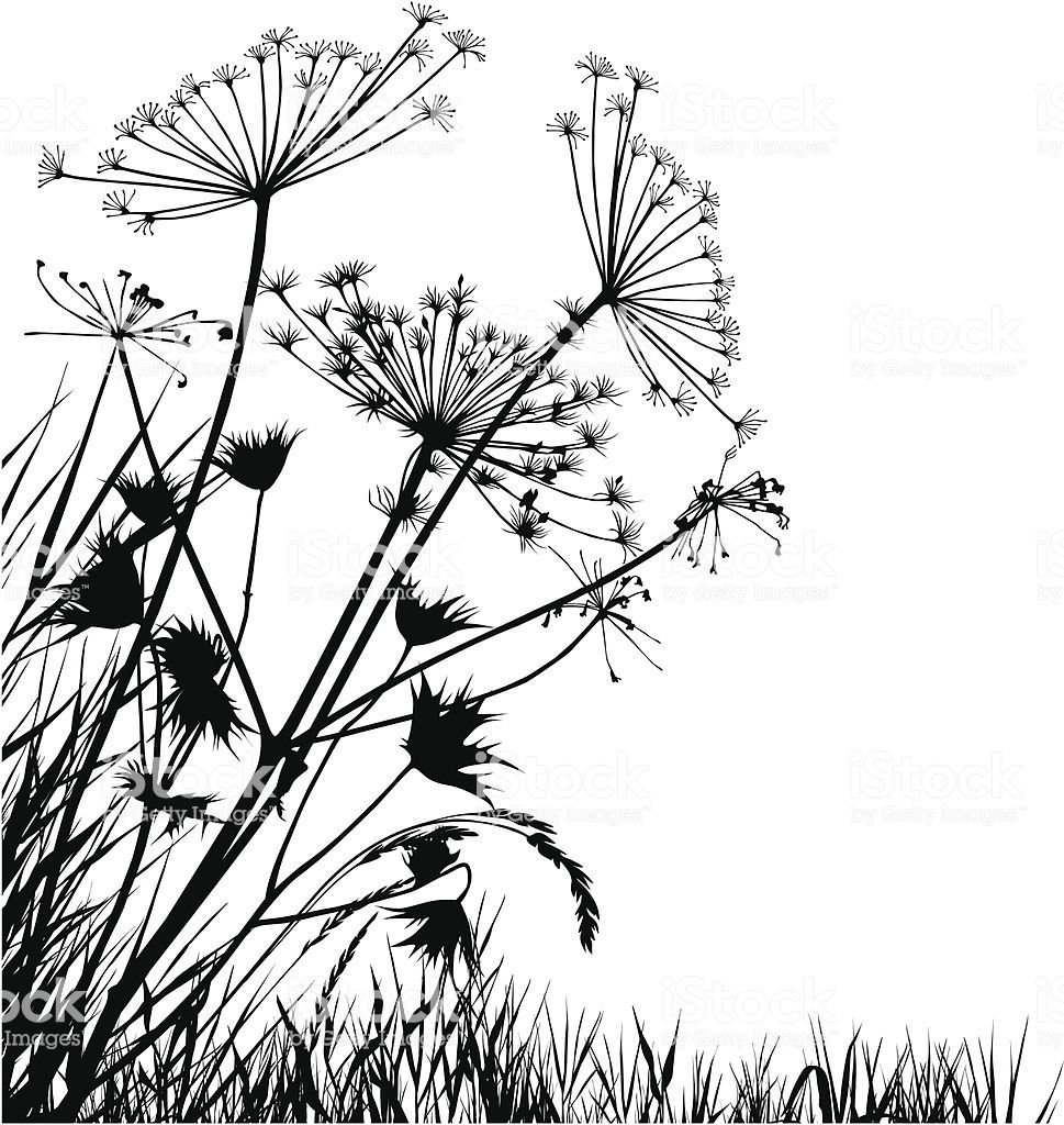 Борщевик Сосновского