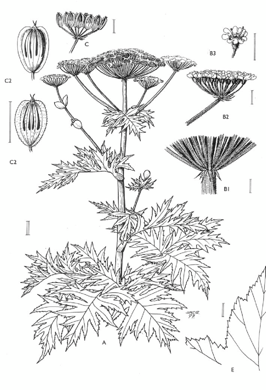 Борщевик Сибирский ботаника