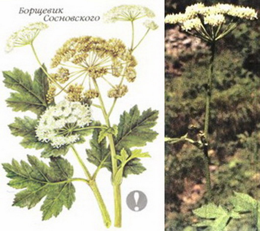 Valeriana officinalis l. листья