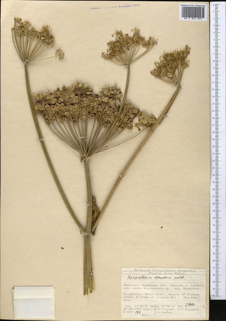 Борщевик раскраска