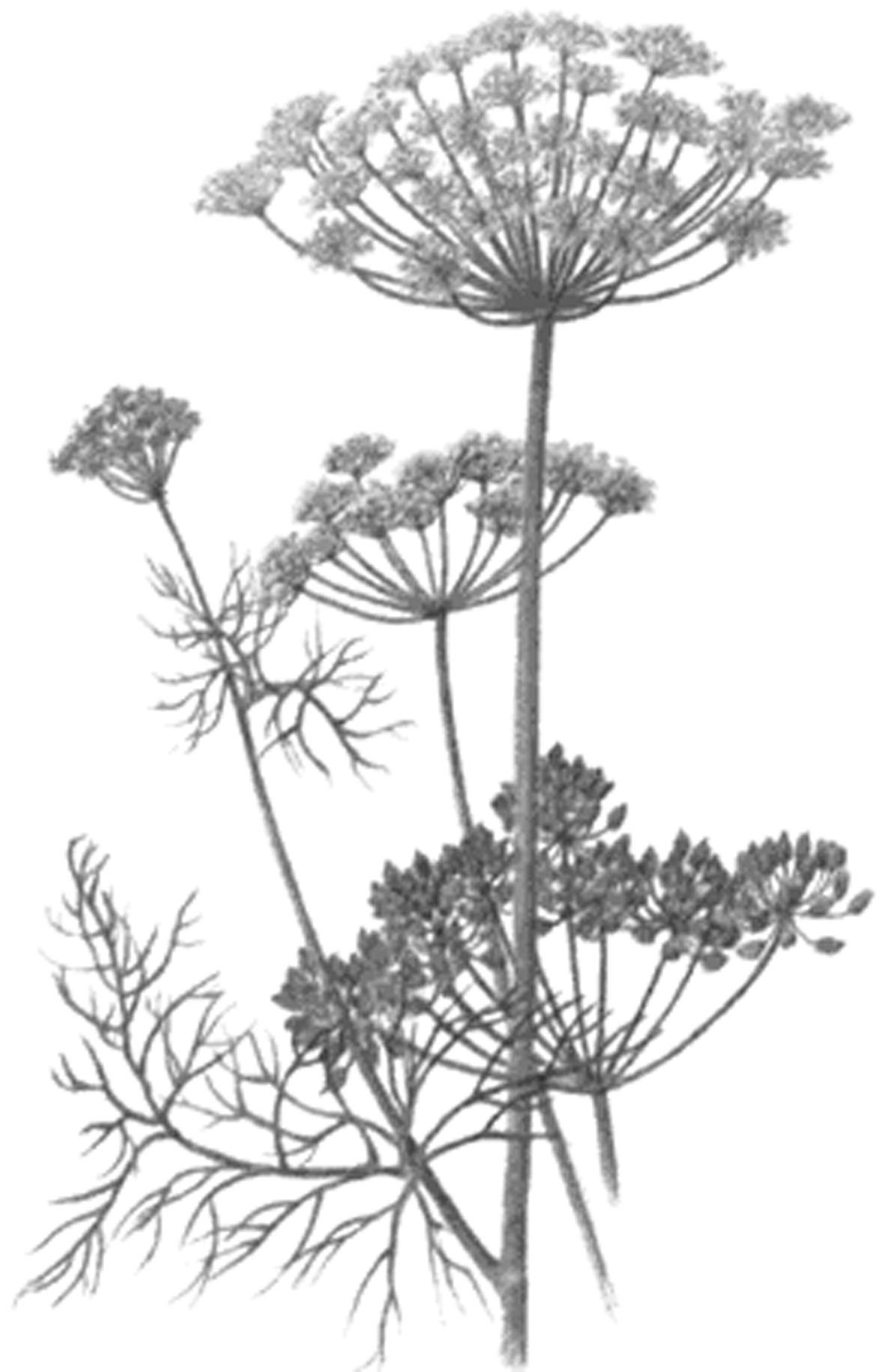 Heracleum dissectum рисунок