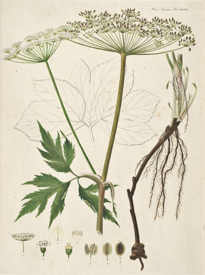 Peucedanum morisonii