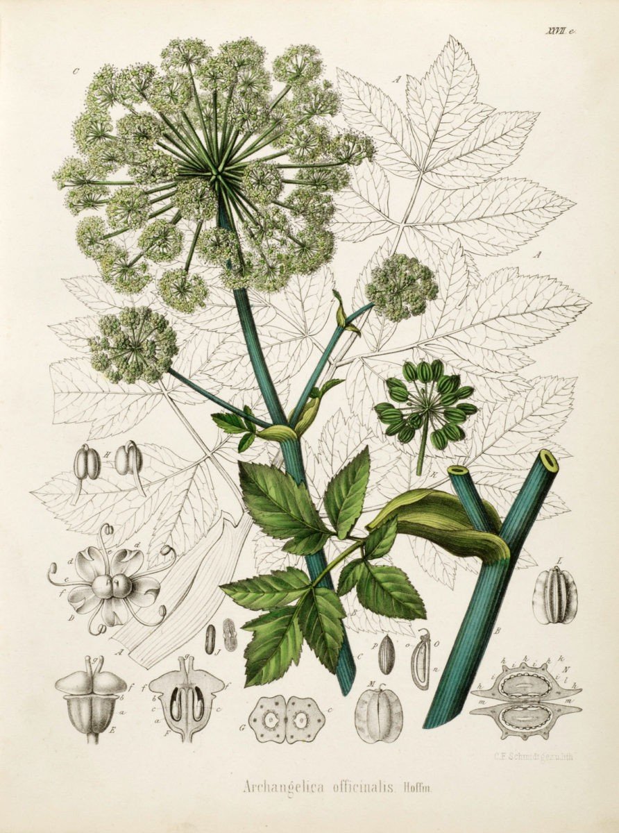 Стилизация растений Грэхем Лесли