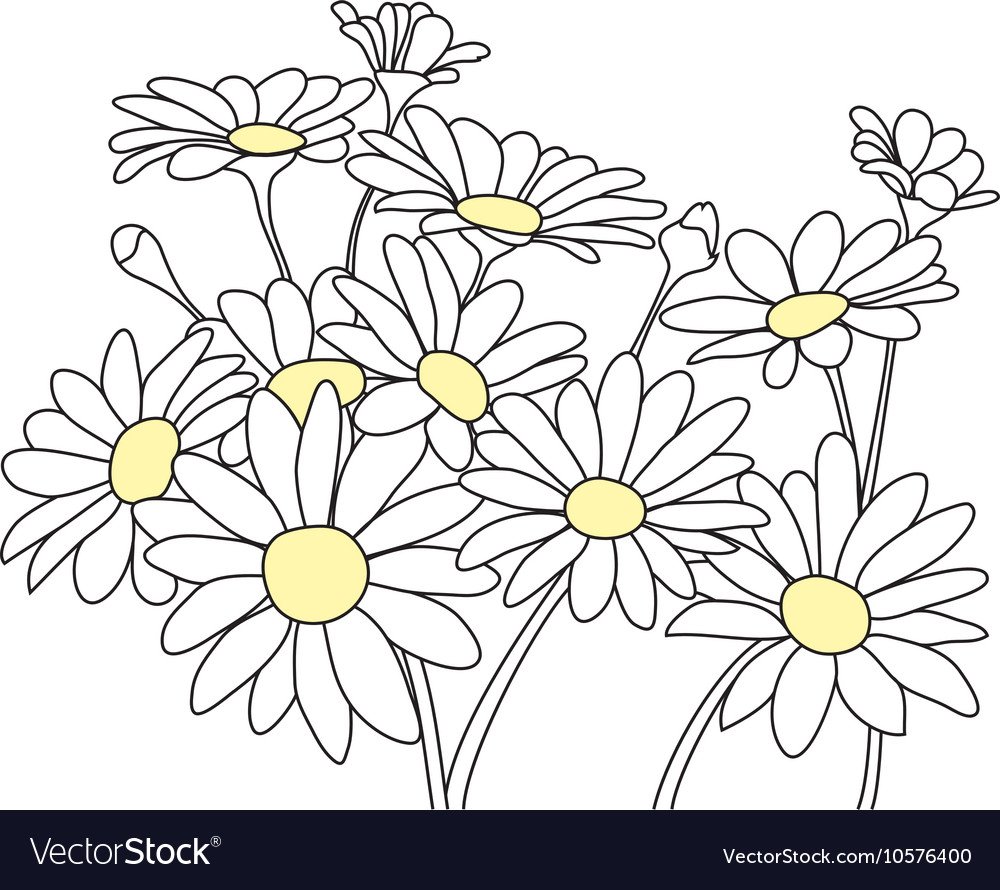 Букет ромашек контур