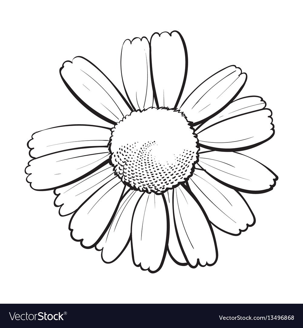 Раскраска полевые цветы на лугу