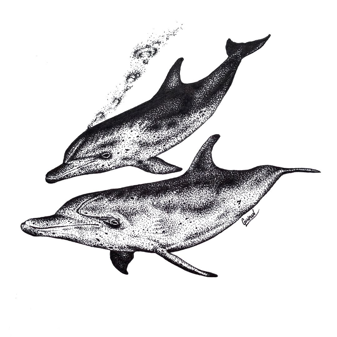 Раскраска море с дельфинами