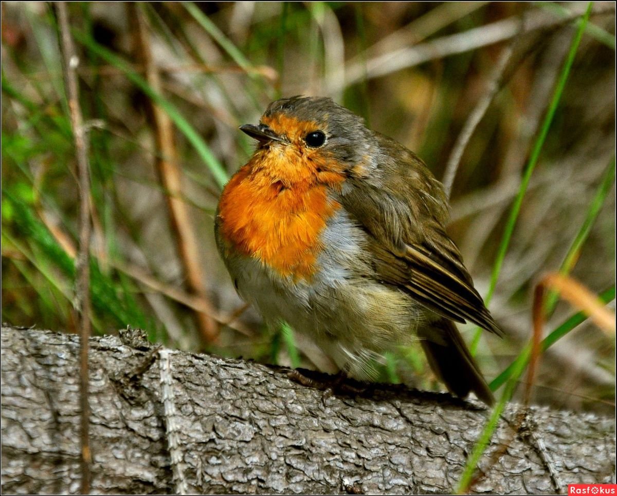 Художник Костицын Вениамин Владимирович