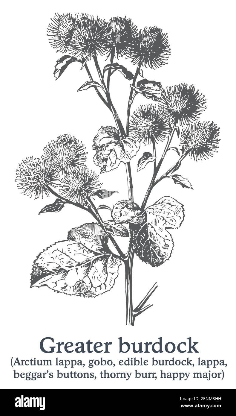 Лопух репейник раскраска