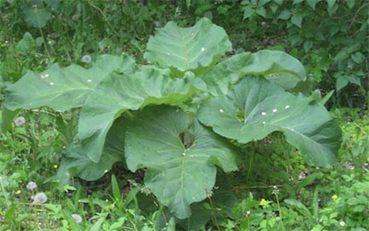 Ирина лопух