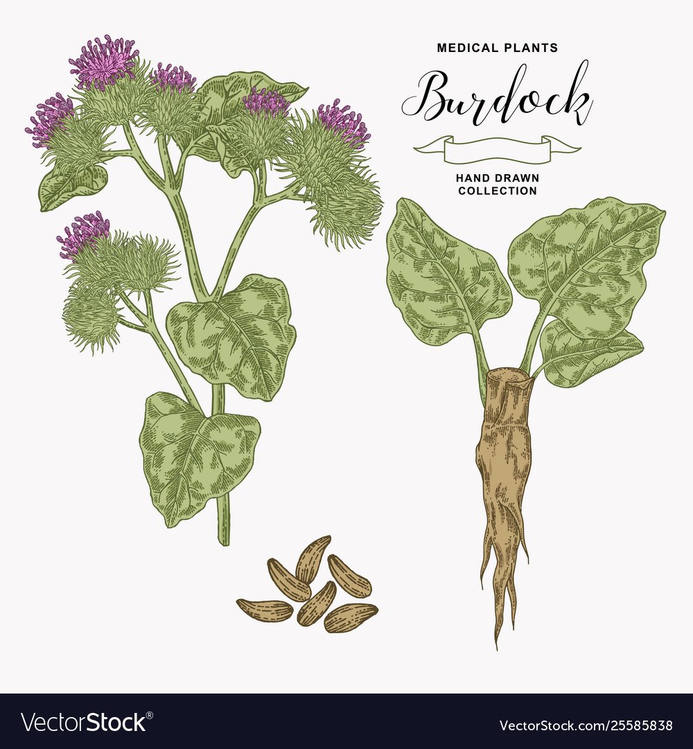 Лопух рисунок