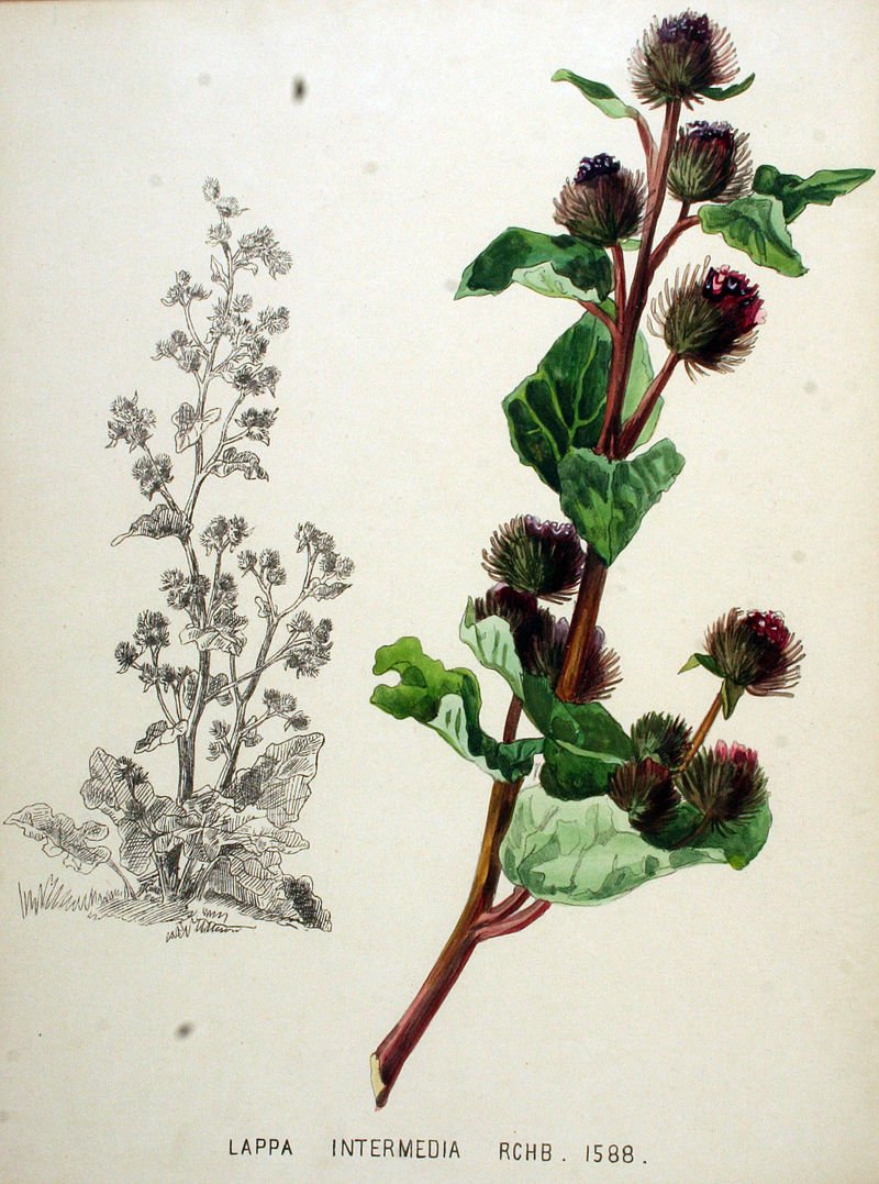 Лопух силуэт