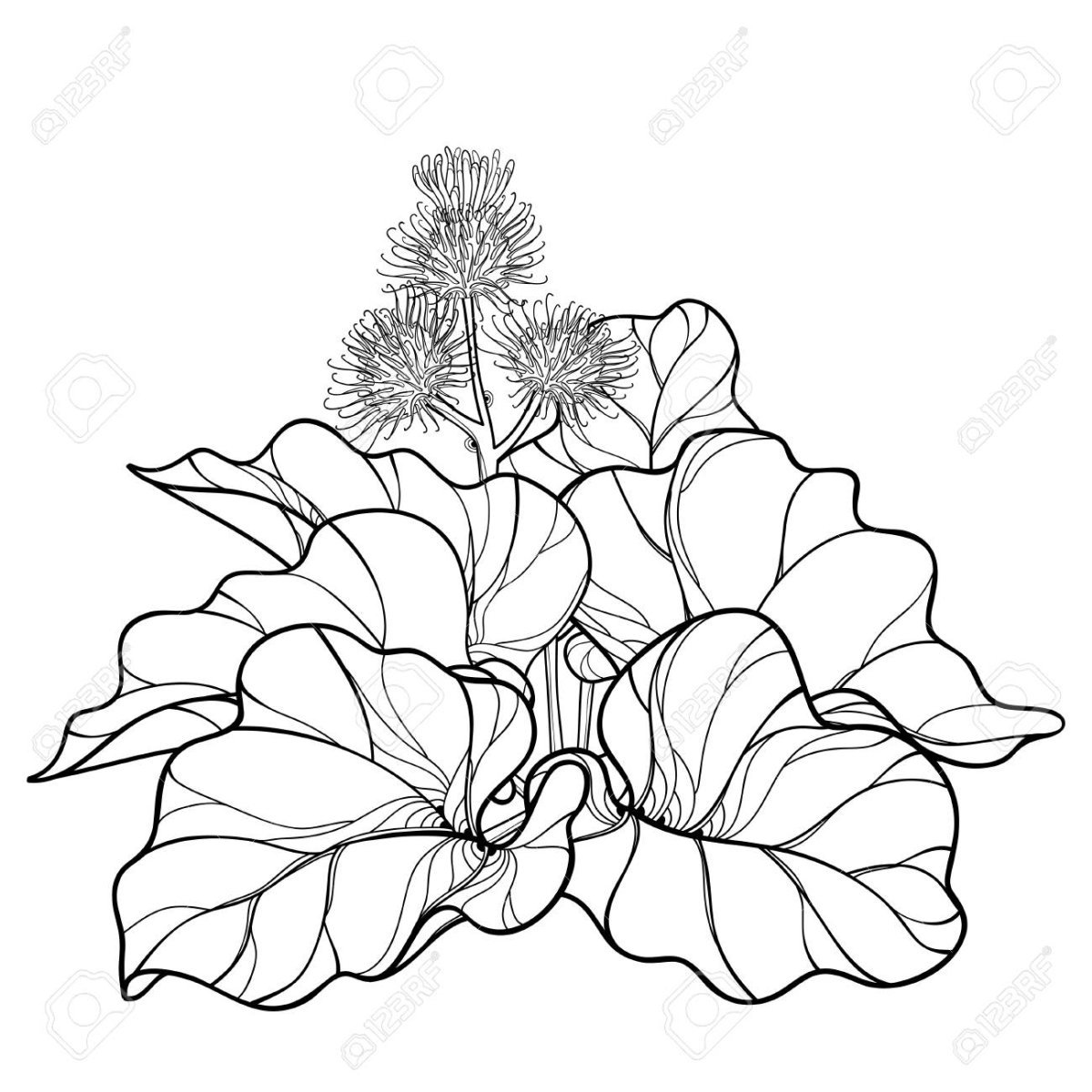 Лопух репейник раскраска