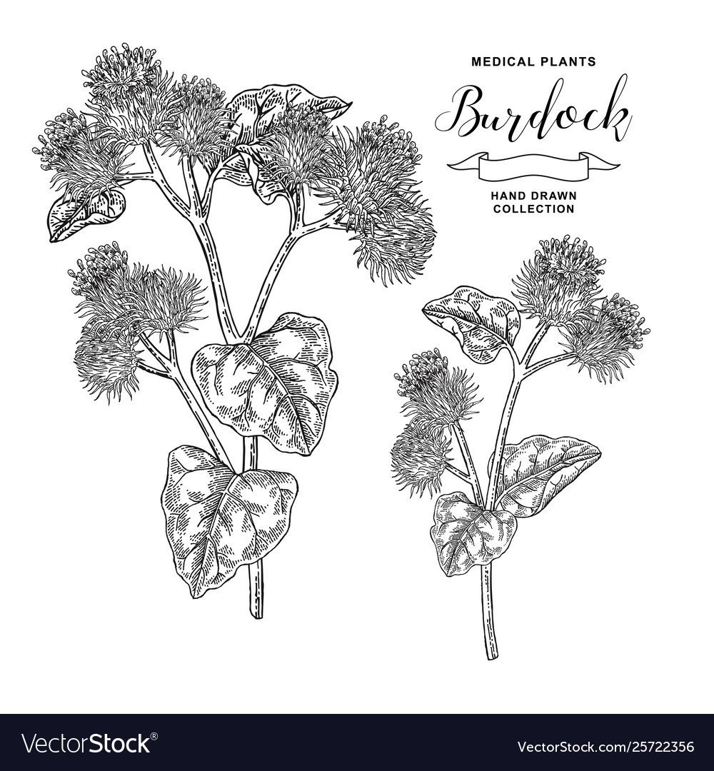 Лопух репейник раскраска